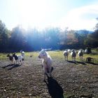 Blanchette et les 3 moutons