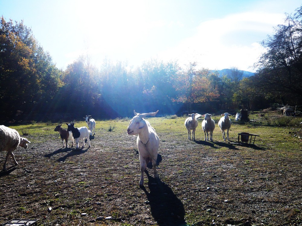 Blanchette et les 3 moutons