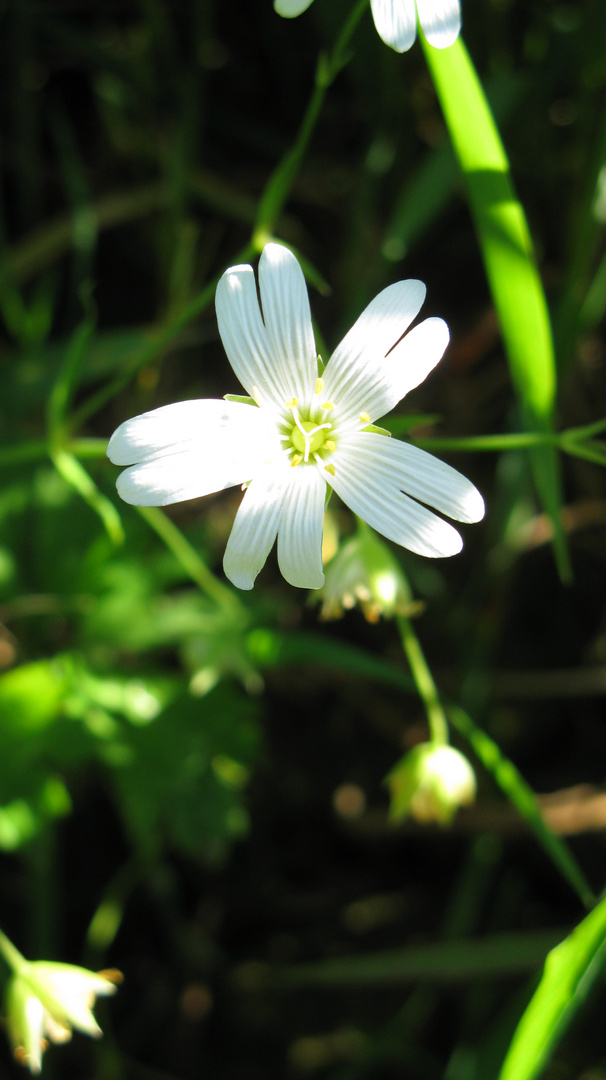 blancheur du printemps