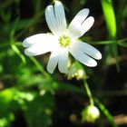 blancheur du printemps