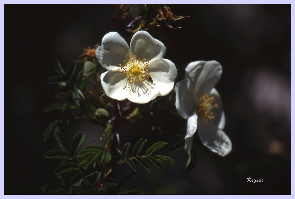 blancheur et sous bois