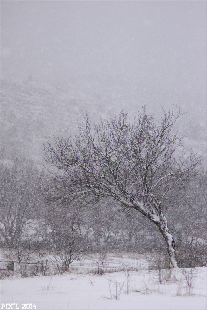 Blancheur hivernale