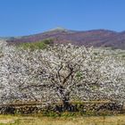 Blanco, cereza