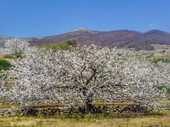 Blanco, cereza