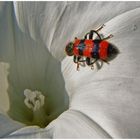 blanco ,rojo y negro