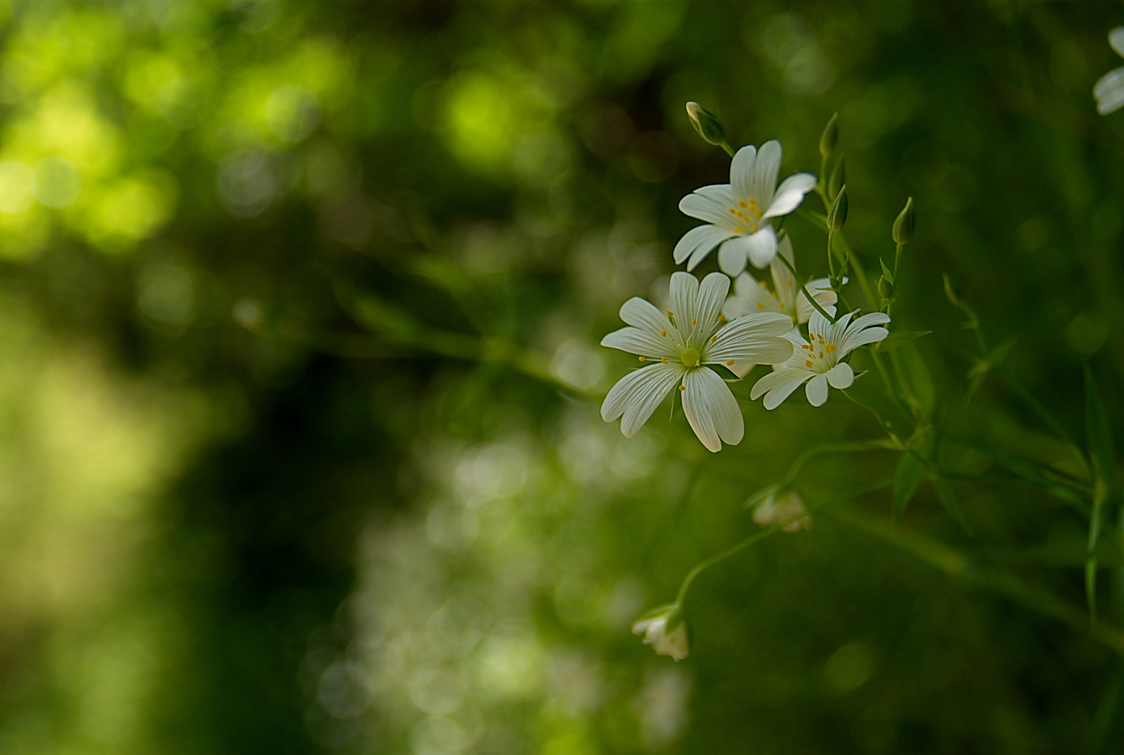 Blanco sobre verde