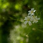 Blanco sobre verde