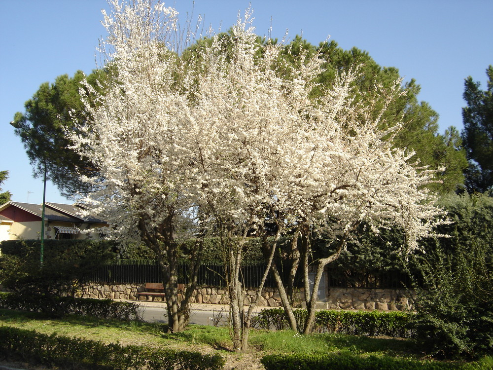 Blanco sobre verde