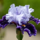 ...blanco y añil...