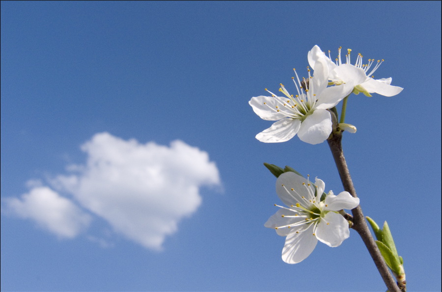 blanco y azul en la primavera