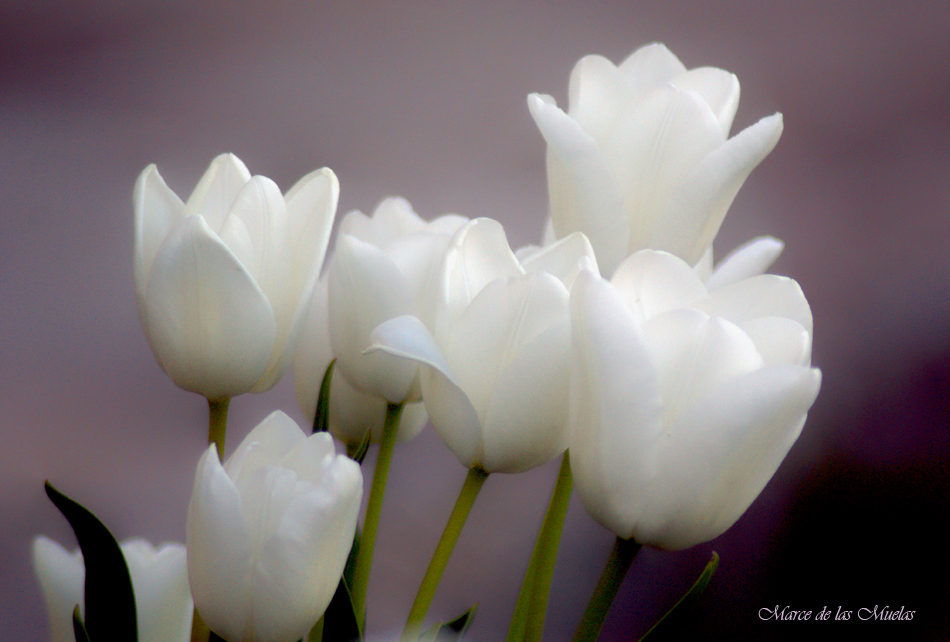 ...blanco y malva...