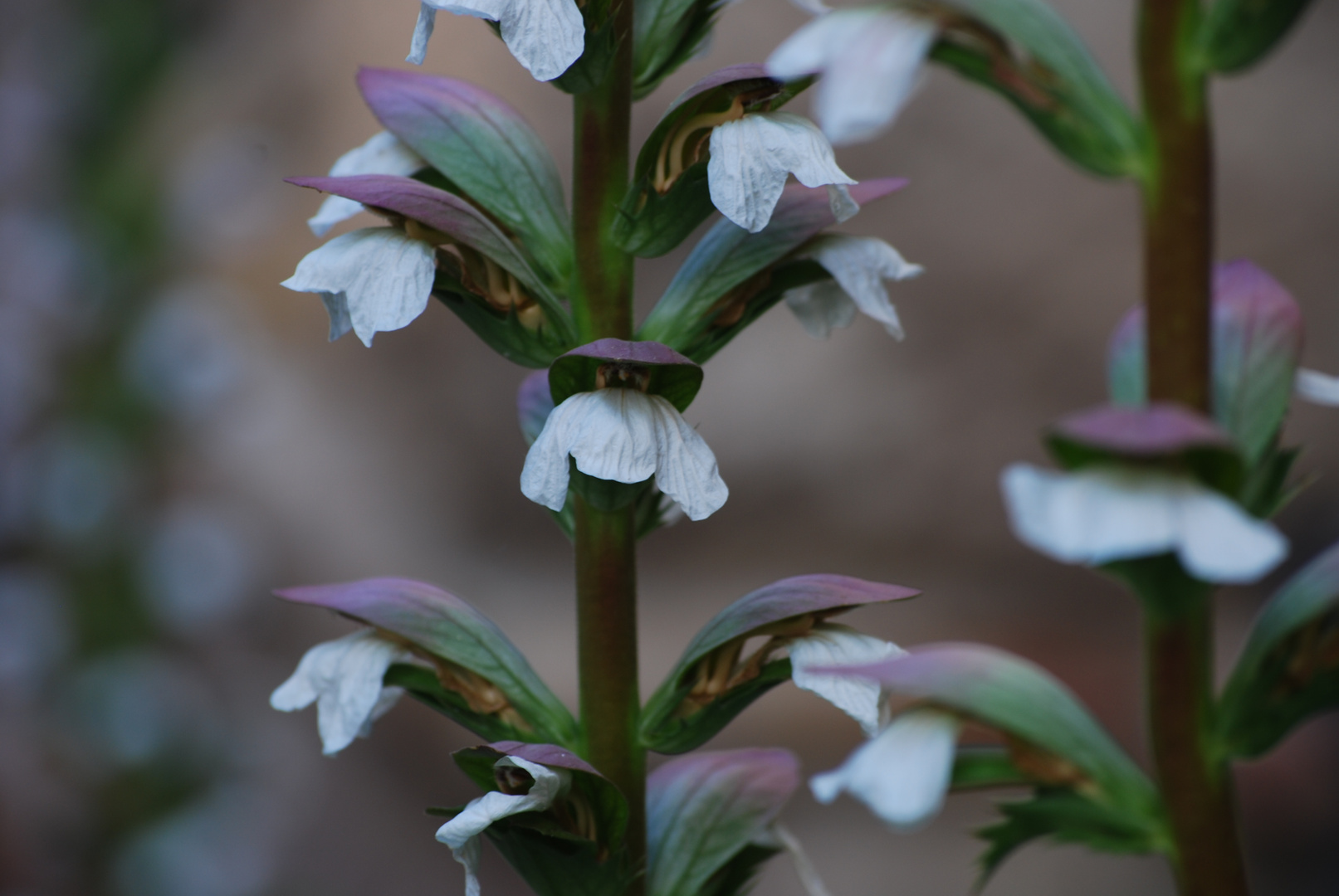 Blanco y Malva