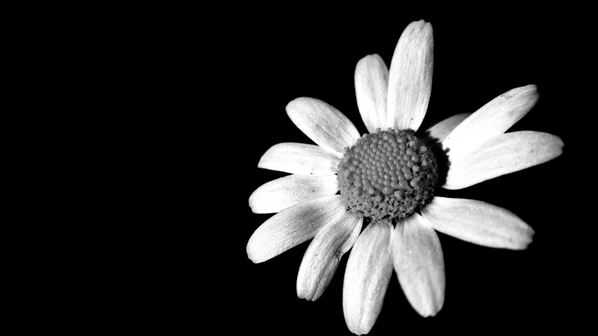 Colectivo Dentro ~ lado Blanco y negro Imagen & Foto | plantas, flores, mis favoritas Fotos de  fotocommunity