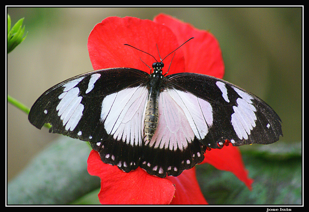 Blanco y negro