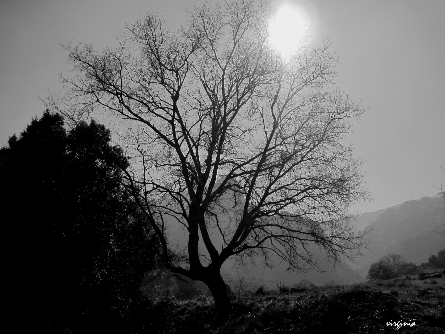 BLANCO Y NEGRO EN LA SIERRA DE CAZORLA