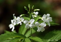 Blanco y verde....