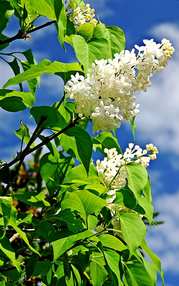 blanco y verde