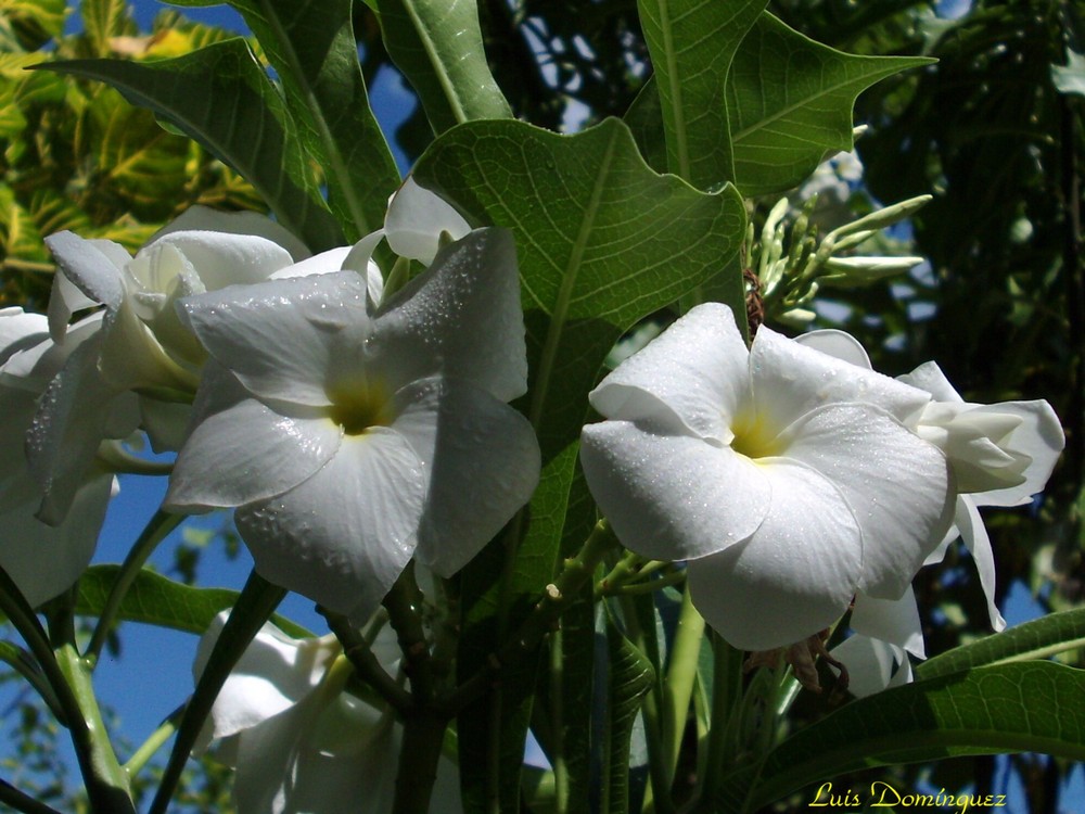 Blanco y Verde