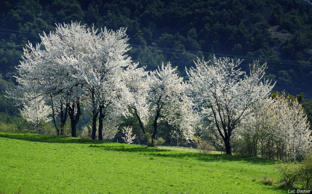 Blancs comme neige