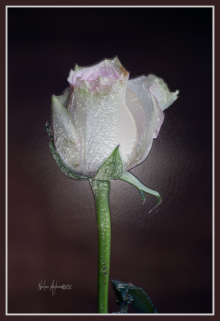 Blanka rozo, weiße Rose