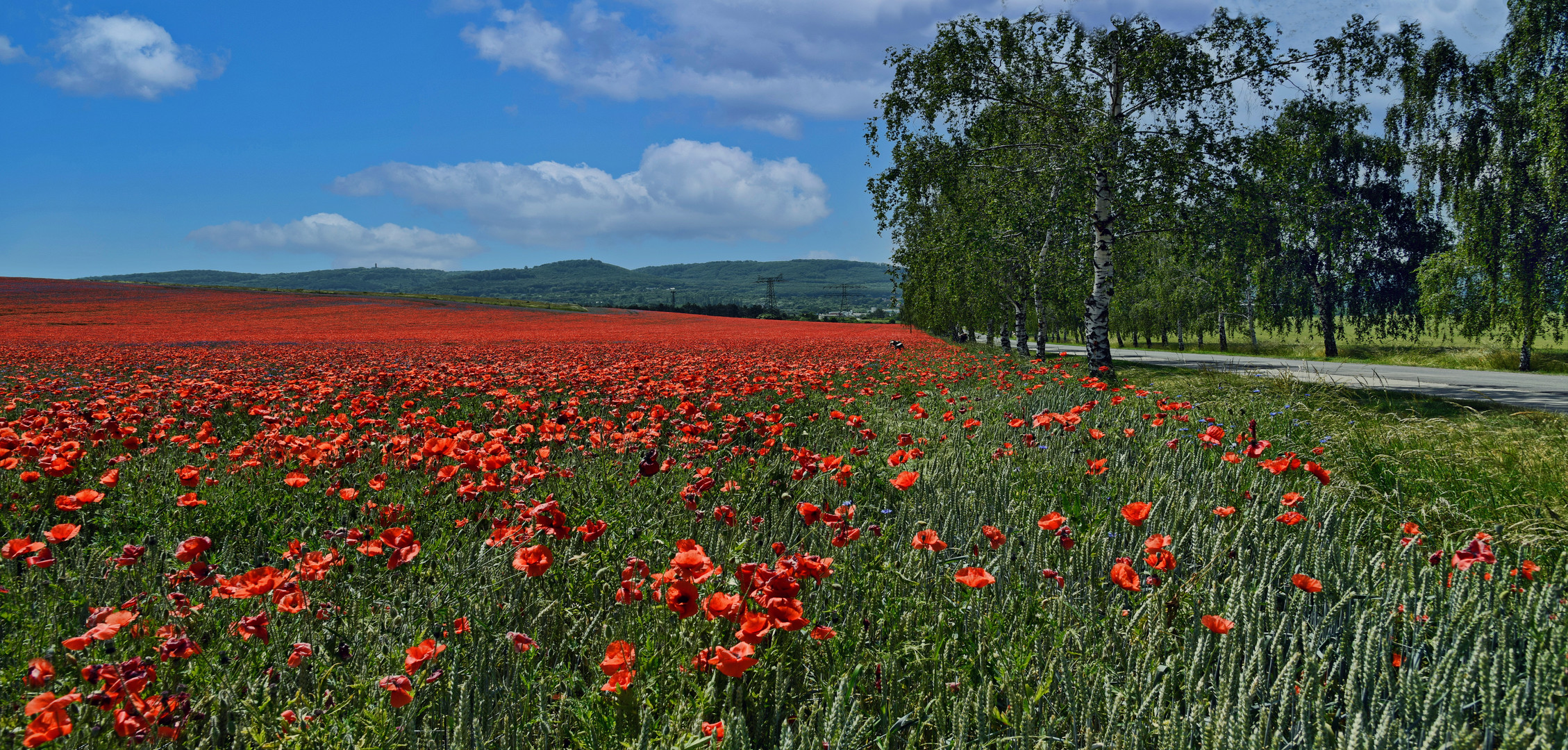 Blankenburg Harz  - Die rote Farbe des Sommers -