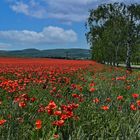 Blankenburg Harz  - Die rote Farbe des Sommers -