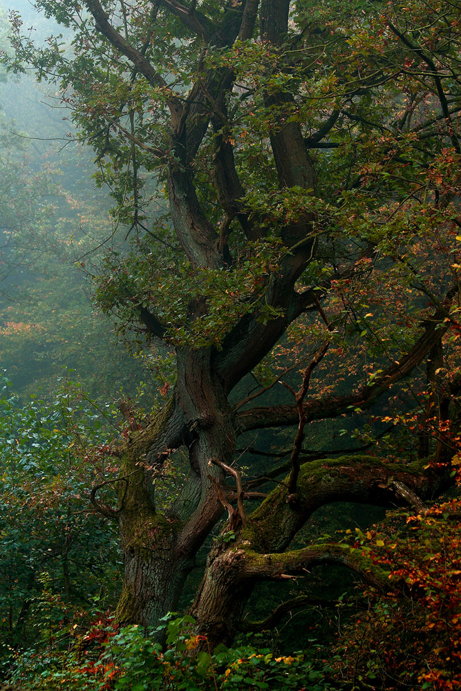 Blankensteiner Wald