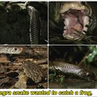 Blanquinegra snake