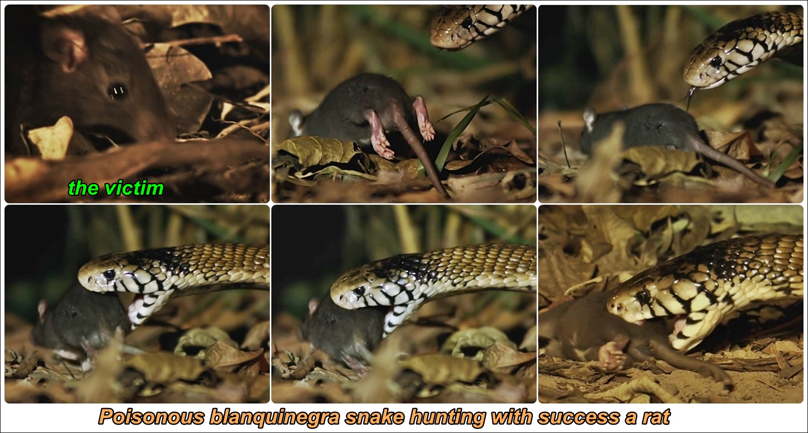 Blanquinegra snake vs. Rat