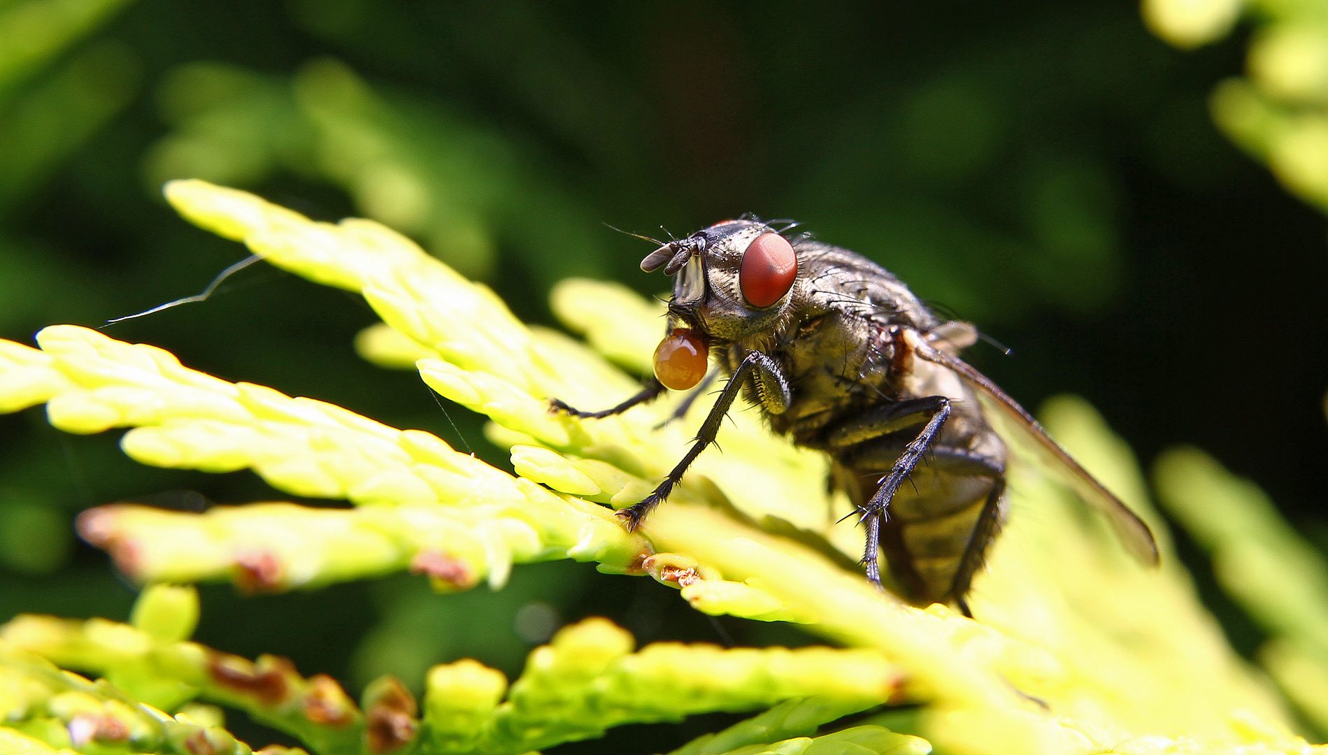 Blasen statt fliegen