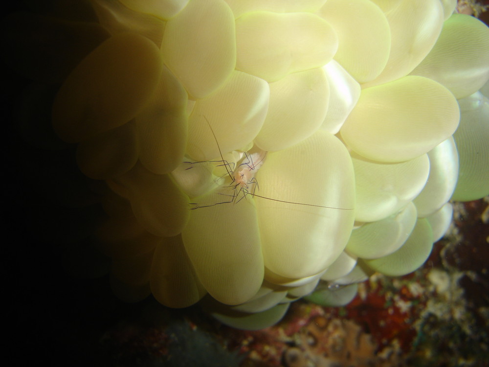 Blasenanemone mit Bewohner