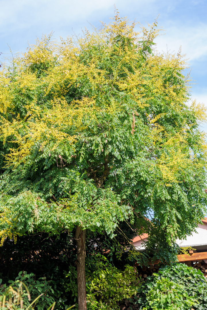 Blasenesche (Koelreuteria paniculata)