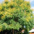 Blasenesche (Koelreuteria paniculata)