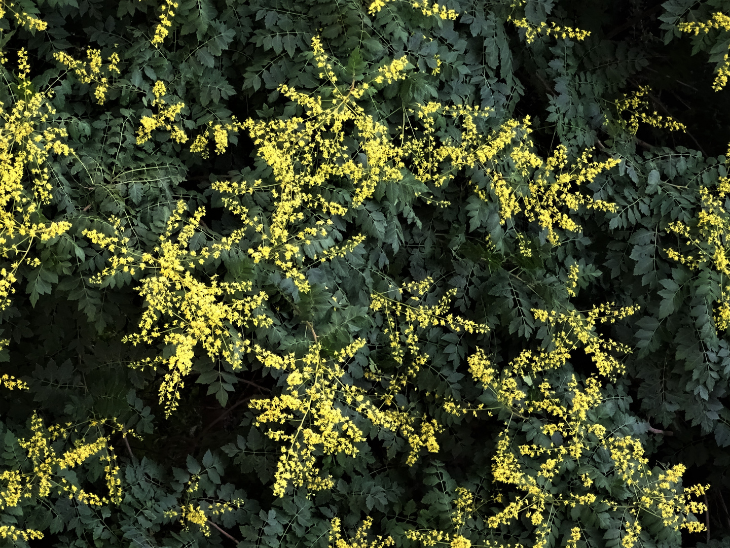 Blasenesche (Koelreuteria paniculata)