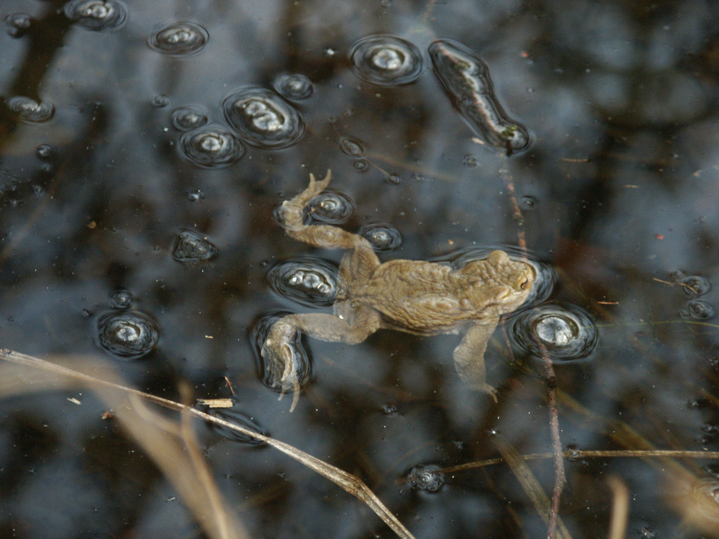 "Blasenfrosch?"