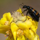 Blasenkäfer (Mylabris sp.)