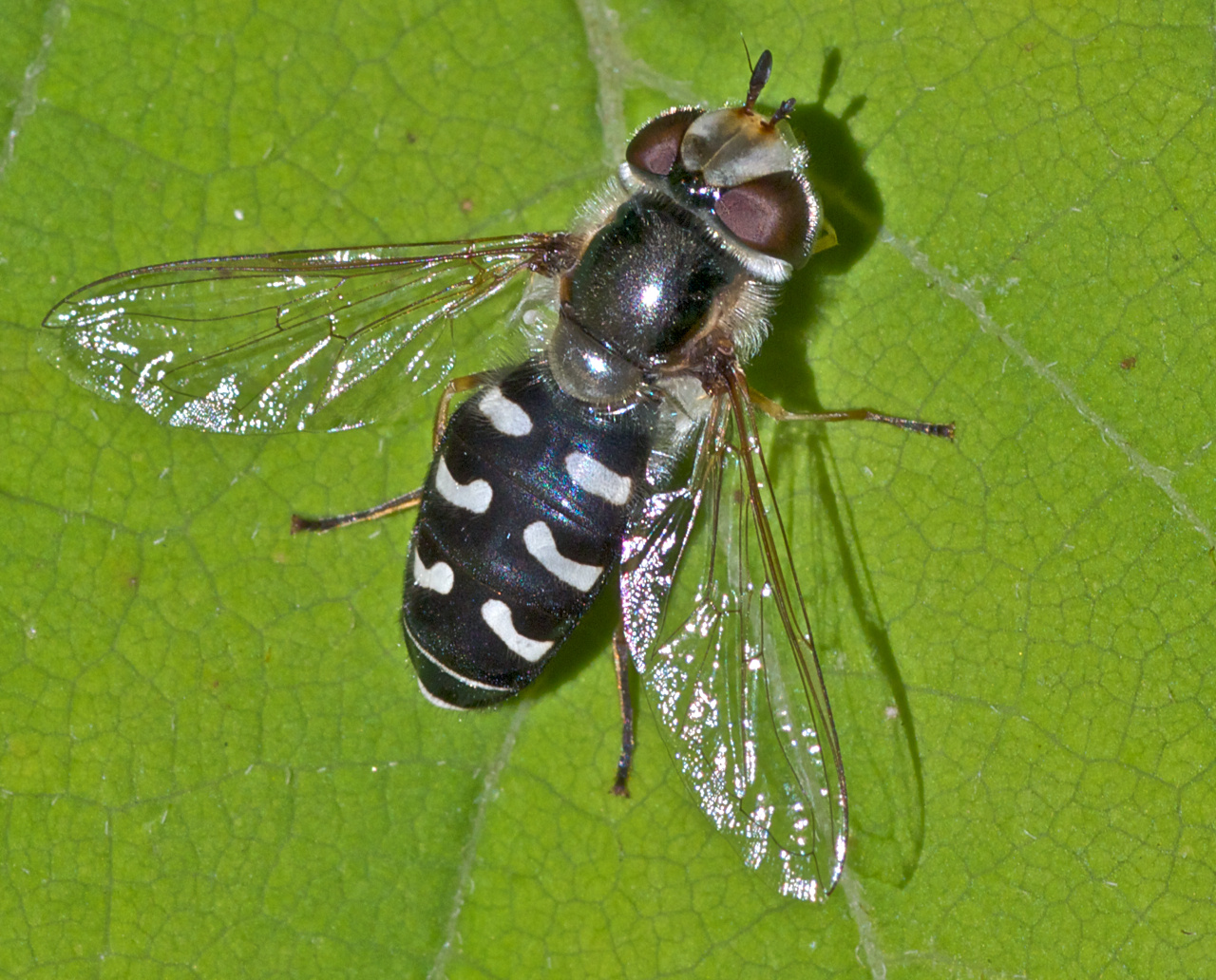 Blasenköpfige Schwebefliege