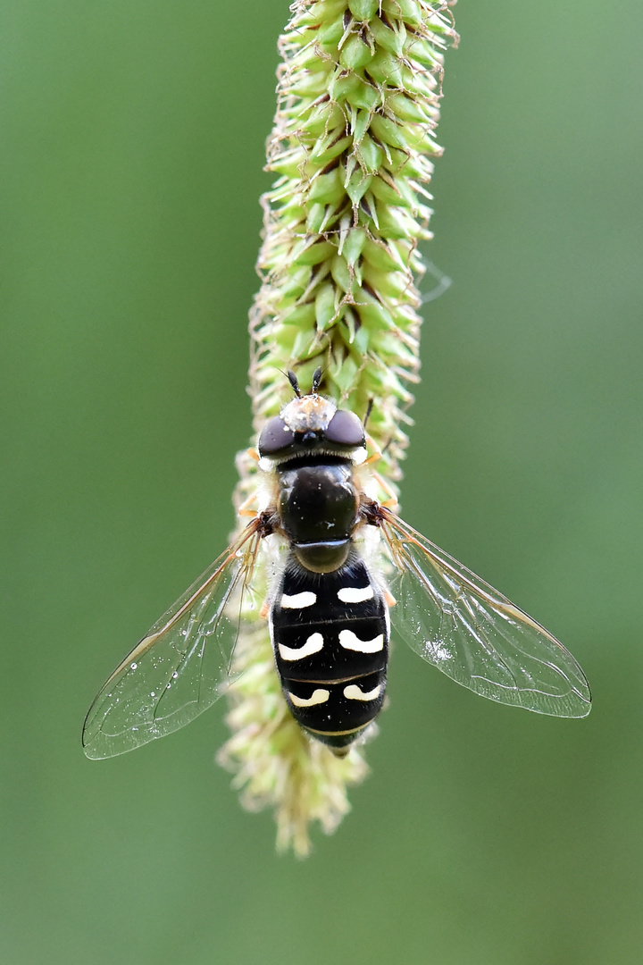 Blasenköpfige Schwebfliege