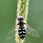 Blasenköpfige Schwebfliege