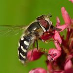 Blasenköpfige Schwebfliege