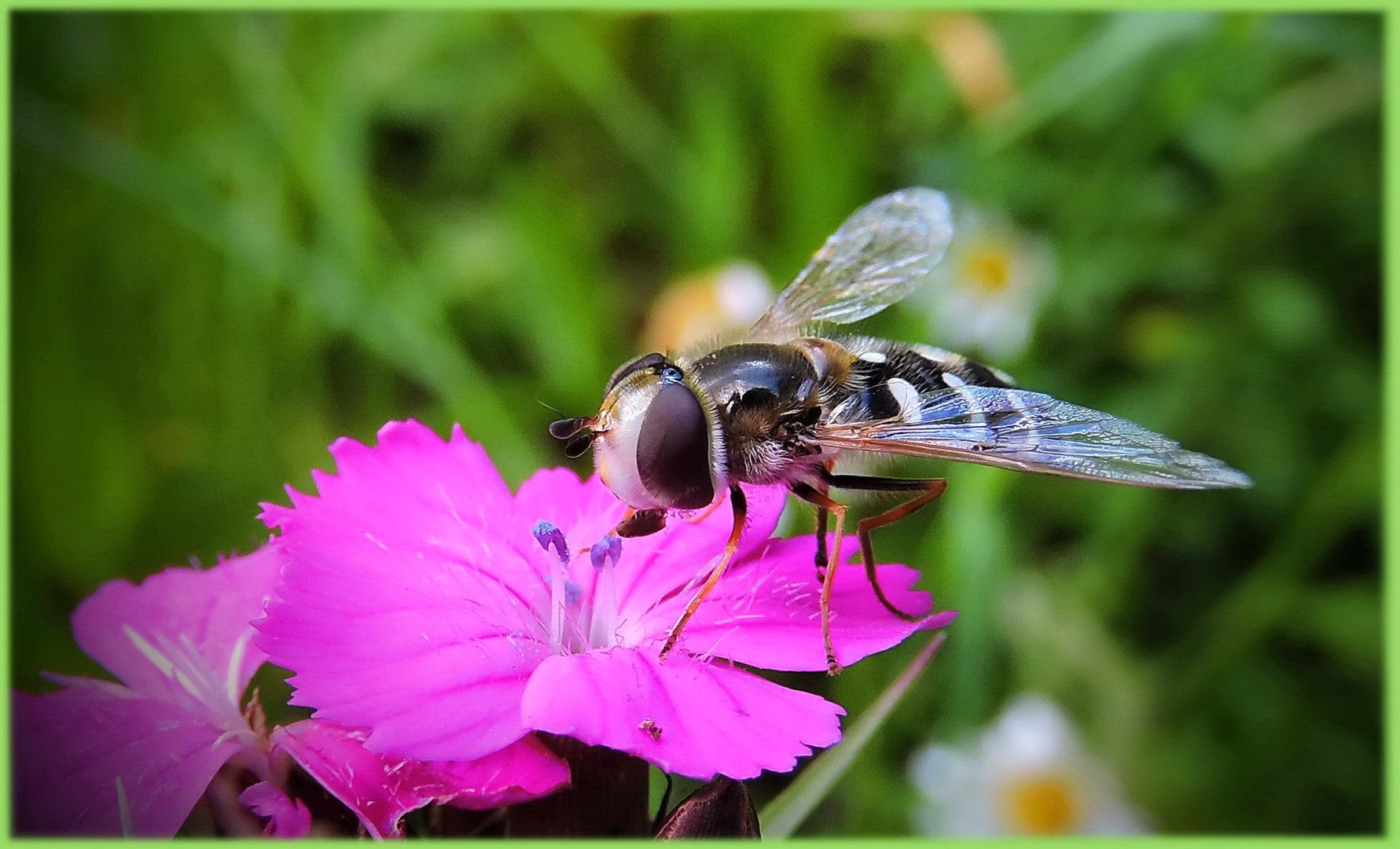 Blasenköpfige Schwebfliege