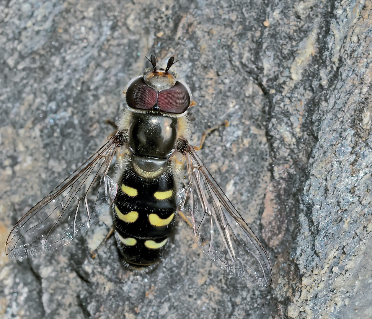 Blasenköpfige Schwebfliege (Scaeva pyrastri) oder Späte Großstirnschwebfliege ? *