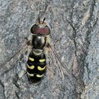 Blasenköpfige Schwebfliege (Scaeva pyrastri) oder Späte Großstirnschwebfliege ? *