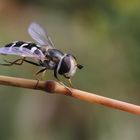 Blasenköpfige Schwebfliege (Weibchen)