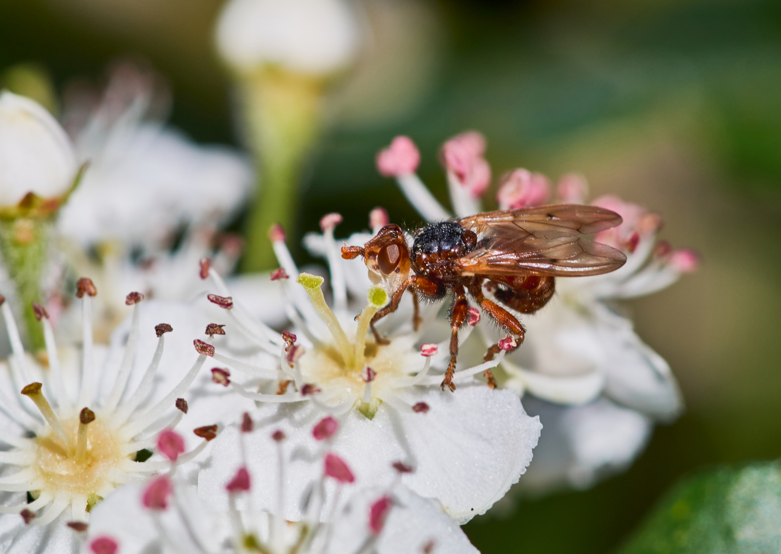 Blasenkopffliege Myopa sp.