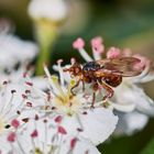 Blasenkopffliege Myopa sp.