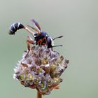 ( Blasenkopffliege ) Stieldickkopffliege - Physocephala rufipes ( Doku) 