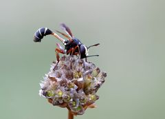 ( Blasenkopffliege ) Stieldickkopffliege - Physocephala rufipes ( Doku) 