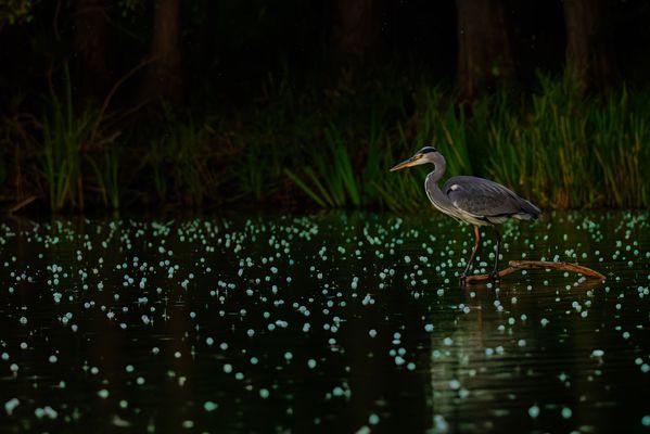Blasenregen, Graureiher