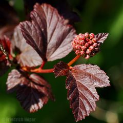 Blasenspiere mit Knospen